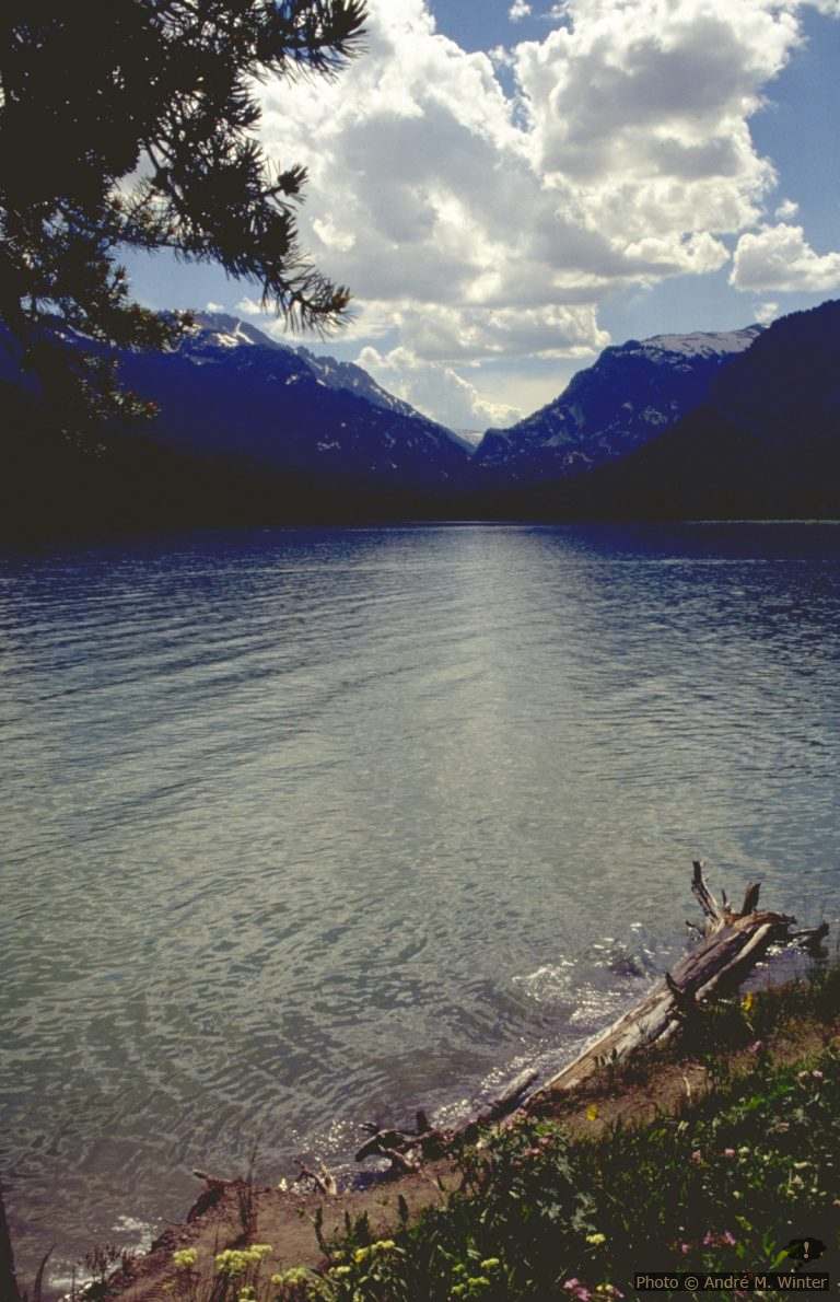 Lizard Creek Campground dans le Grand Teton NP