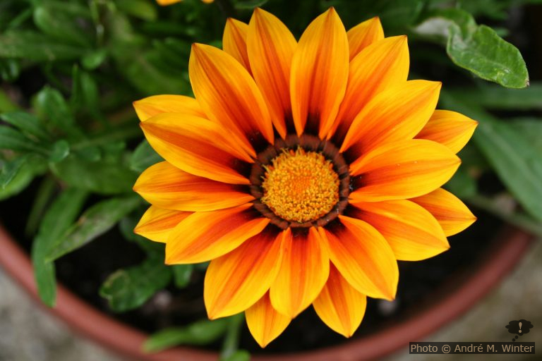 Gazanien überwintern