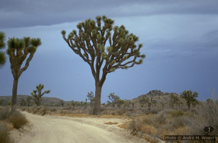 Joshua Tree National Park