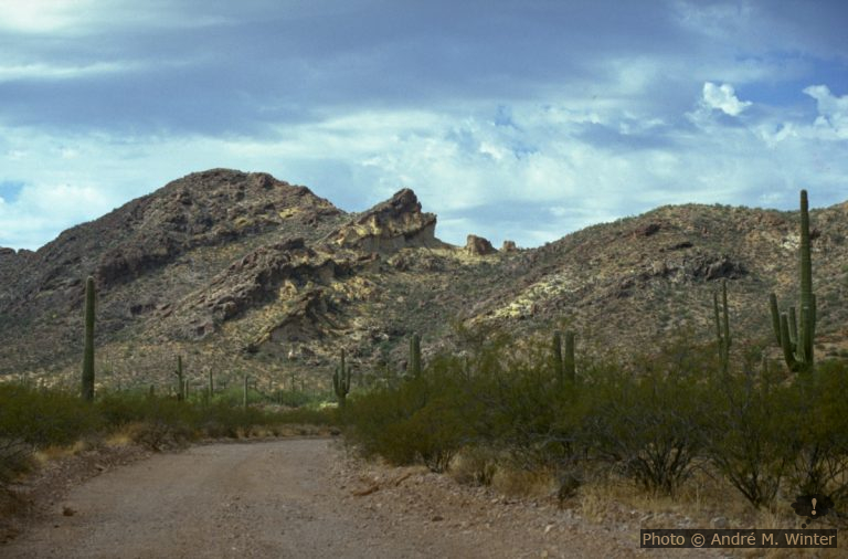 Twin Peaks Campground dans le Organ Pipe Cactus NM