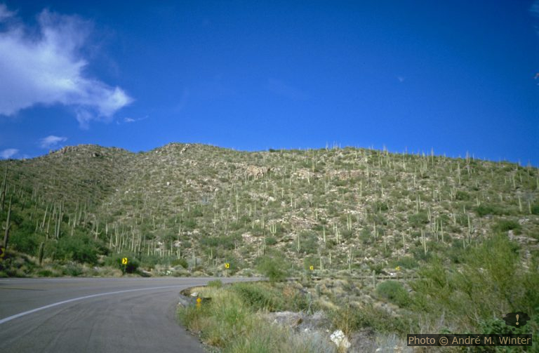 Rose Canyon Campground dans les Santa Catalina Mountains