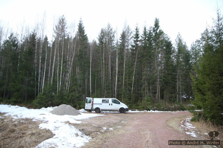 Lundbjörken à Dalarna