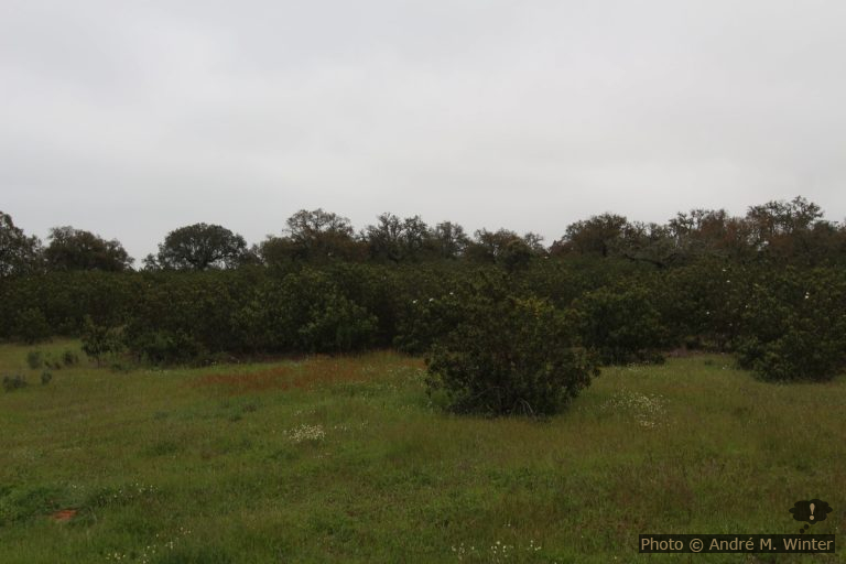 Route dans le Parque Natural de Cornalvo