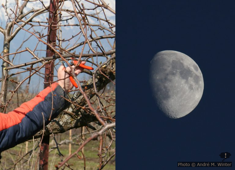 Obstbäume schneiden und der Mond