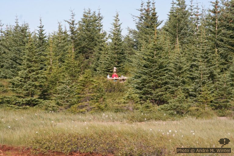 Table de pique-nique dans la forêt Hofsstaðaskógur