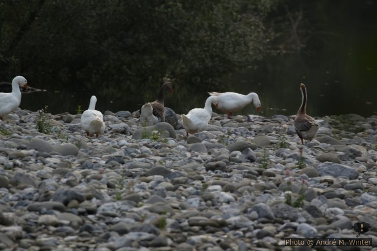 Oies semi-sauvages dans la vallée de la Turrite Cava