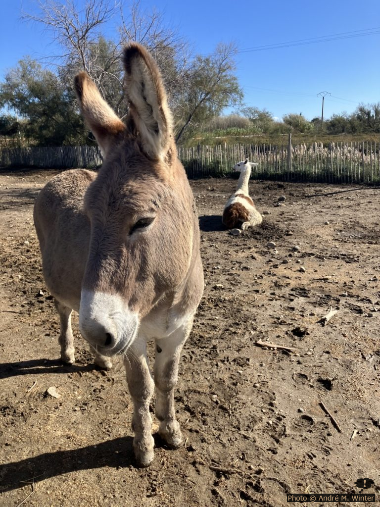 Au sud du camping se trouvent des ânes et des lamas