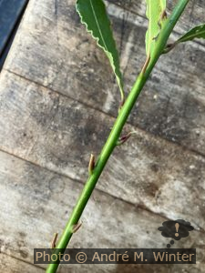 Abgeerntete Lorbeerblätter