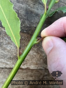 Sauberes Ernten von Lorbeerblättern