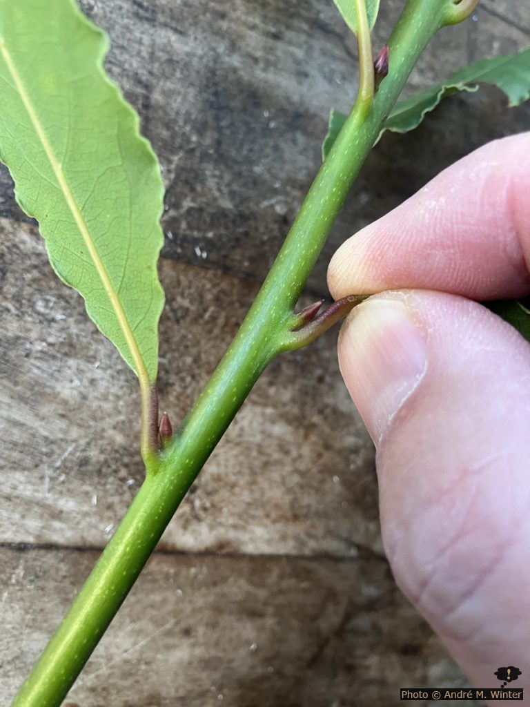 Sauberes Ernten von Lorbeerblättern