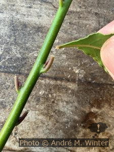 Bruchstelle am abgeernteten Lorbeerblatt