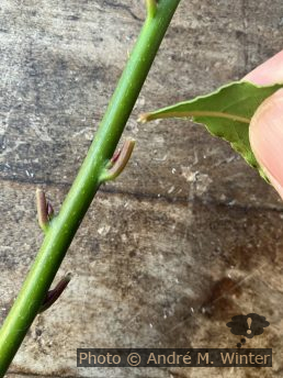 Bruchstelle am abgeernteten Lorbeerblatt