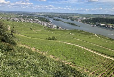 Champs de vignes de Rüdesheimer Berg et le Rhin en crue