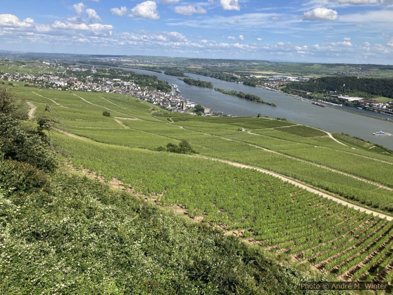 Champs de vignes de Rüdesheimer Berg et le Rhin en crue