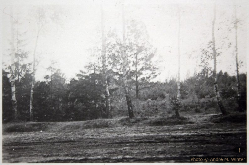 Birkenwald in Grotniki