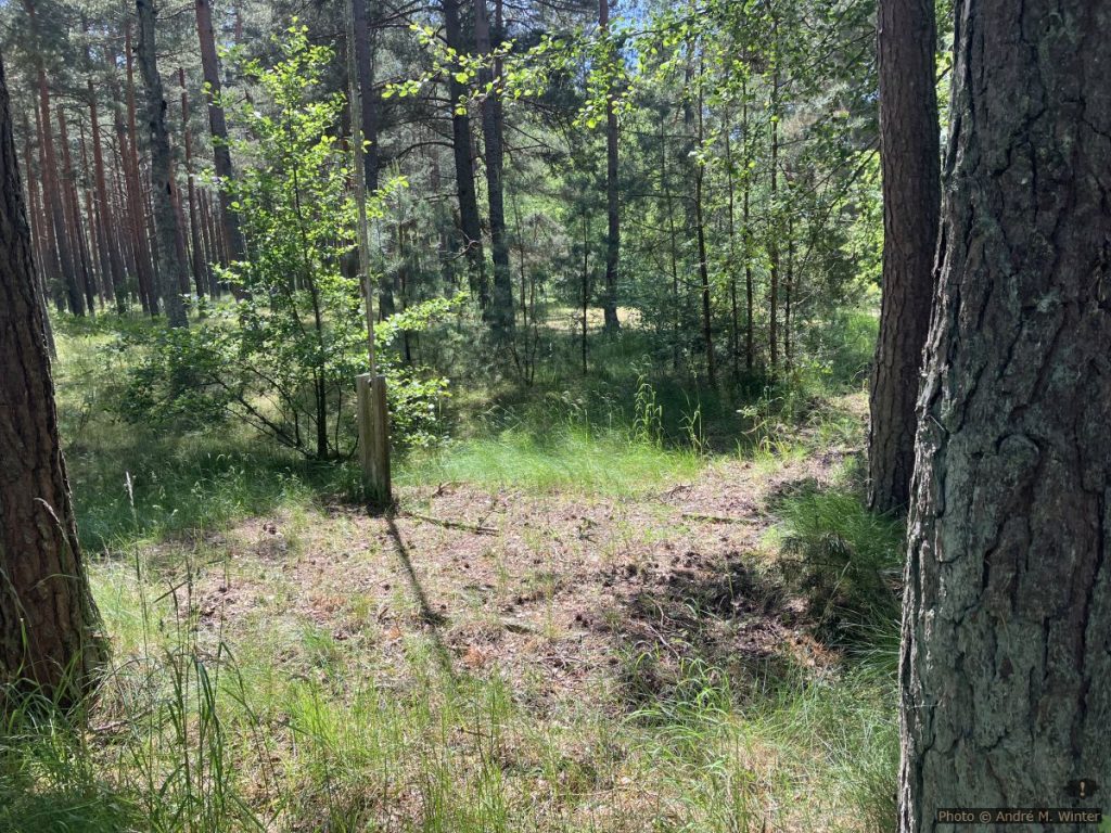 Fundamentreste des Fliegerheims in Nida 2025