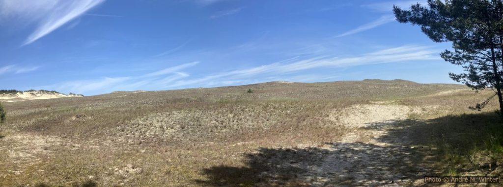 Düne von Nida schwach bewachsen