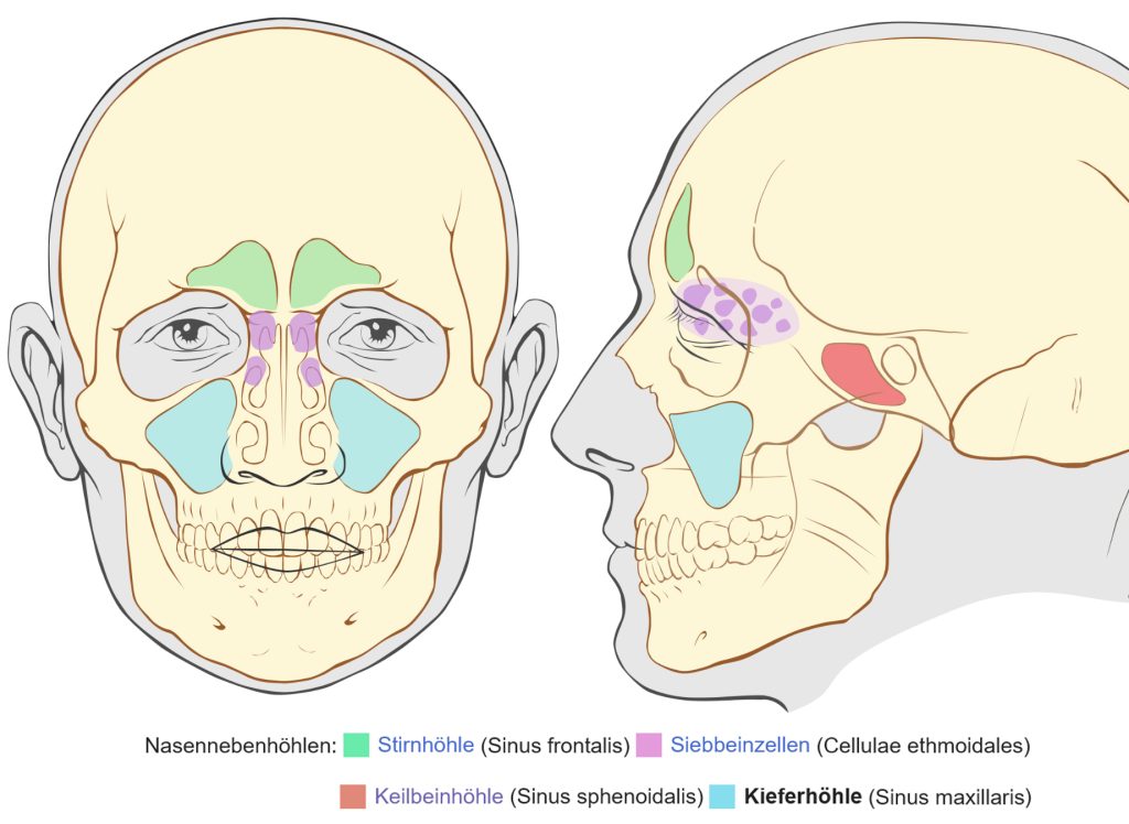 Ansicht der Nebenhöhlen