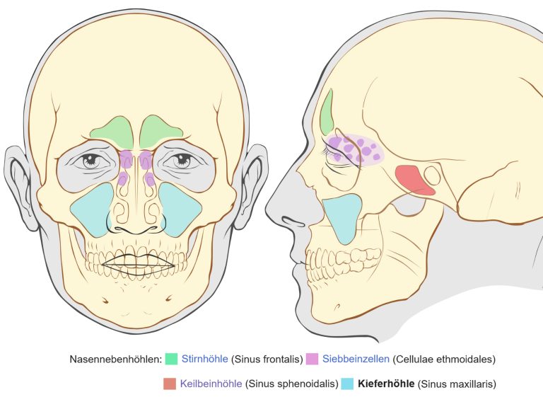 Ansicht der Nebenhöhlen