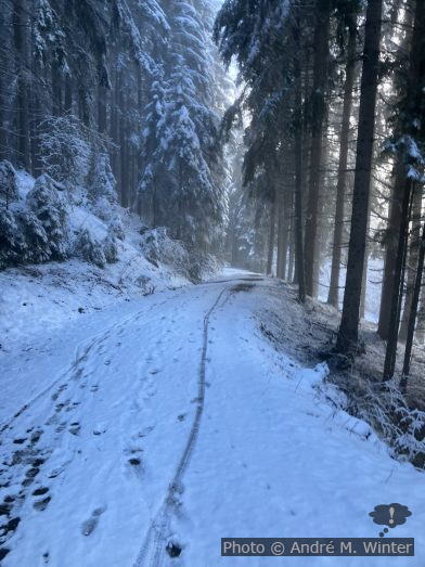 Schneebedeckte Birgitzer Forststrasse