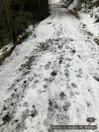 Eisige Birgitzer Forstrasse