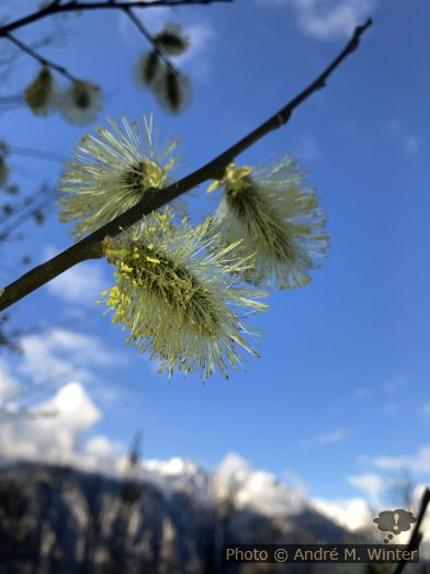 Blühende Palmkätzchen auf einer Salweide